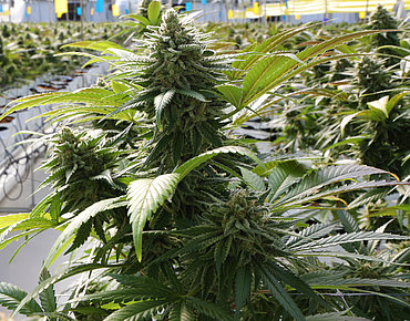 Cannabis