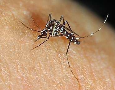 Asiatische Tigermücke sticht zu