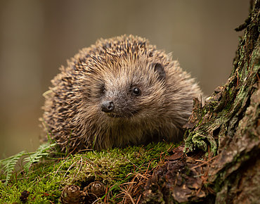 IGeL