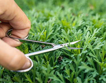 Gras wird mit Nagelschere geschnitten