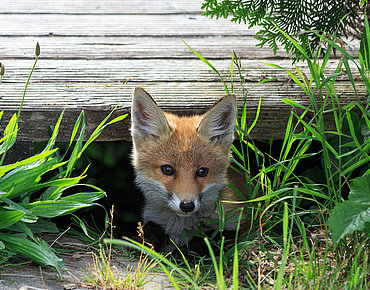 Fuchs