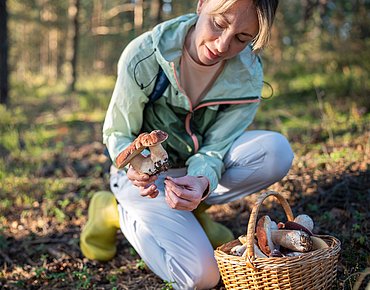 Frau beim Pilze sammeln Frau beim Pilze sammeln