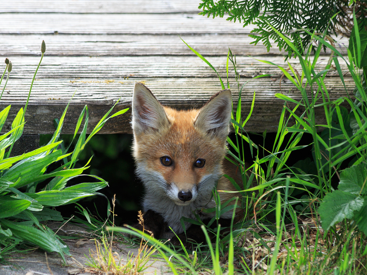 Fuchs