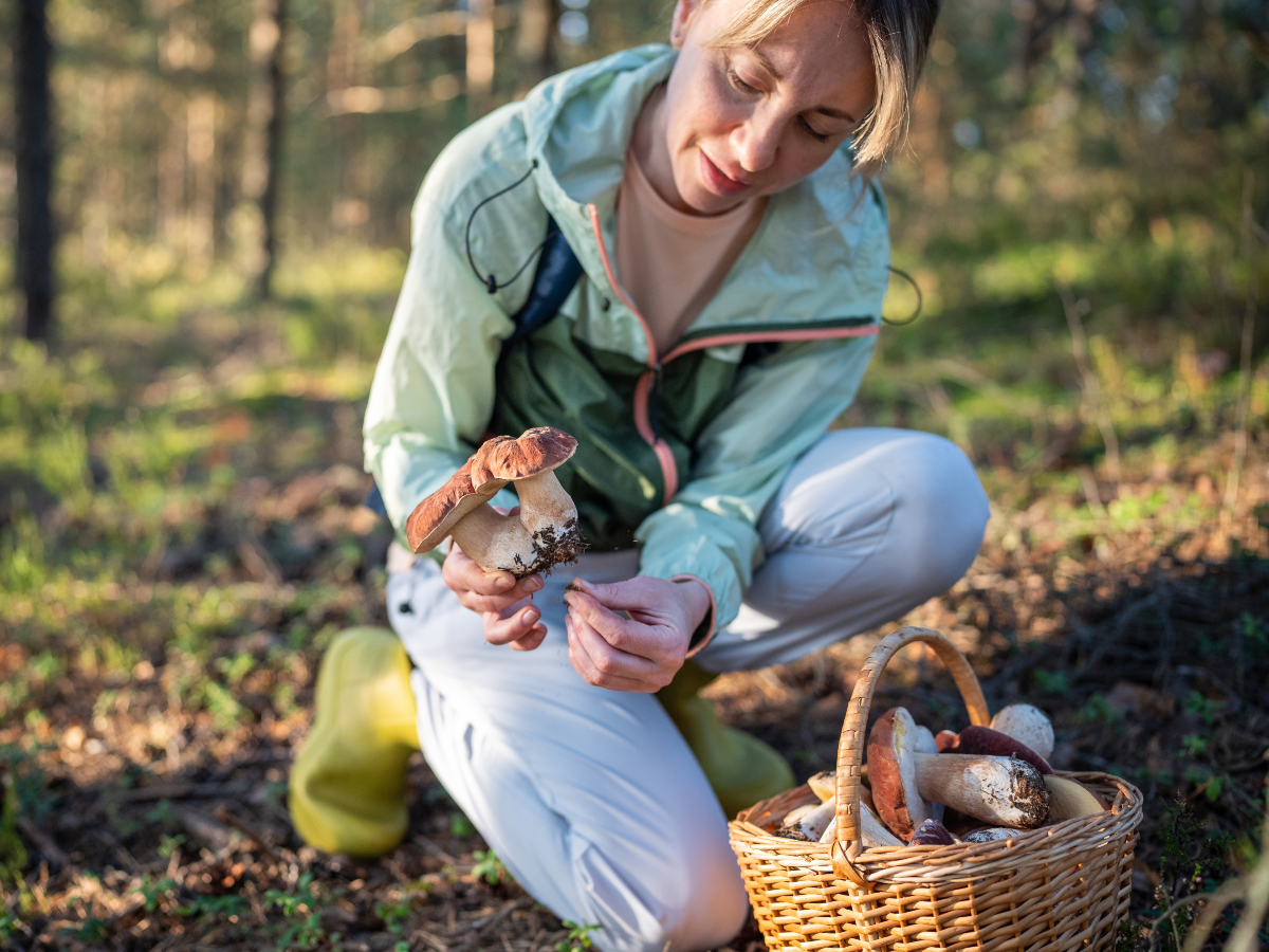 Frau beim Pilze sammeln Frau beim Pilze sammeln