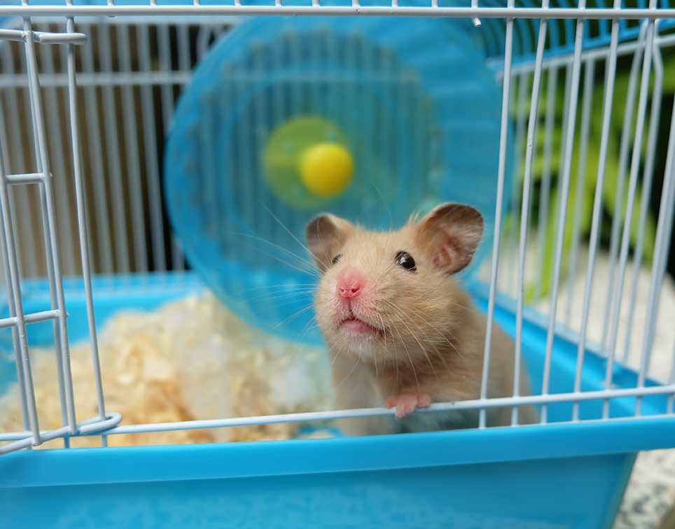 Hamster 